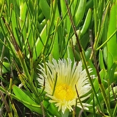 Photo de Laurent THOMAS